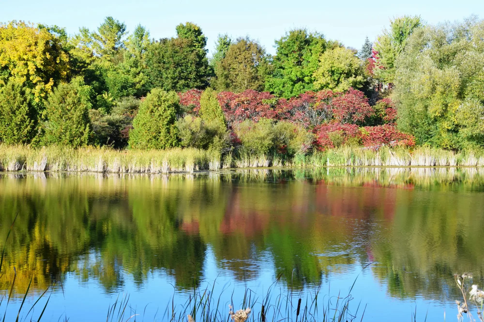 A pond in the Aurora Arboretum in Aurora, Ontario
